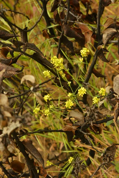 DSC_6335 (Large).JPG